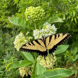 Southern Butterfly and Hummingbird Seed Mix