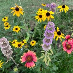 Curb Appeal Seed Mix