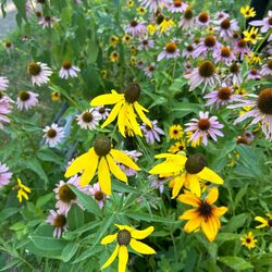 Pollinator Conservation Seed Mix